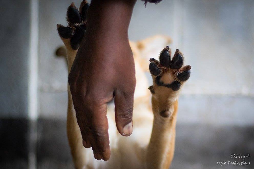 Survival of Animal Welfare Charity in Zimbabwe GlobalGiving