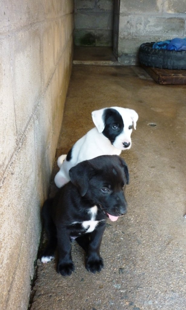 Survival of Animal Welfare Charity in Zimbabwe GlobalGiving