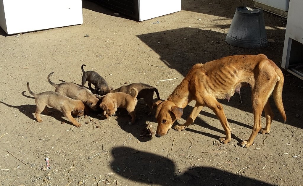 Survival of Animal Welfare Charity in Zimbabwe GlobalGiving