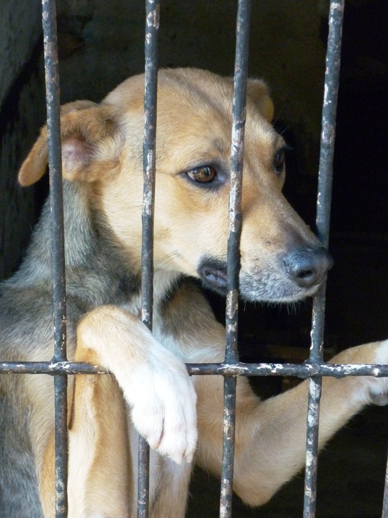 Survival of Animal Welfare Charity in Zimbabwe GlobalGiving