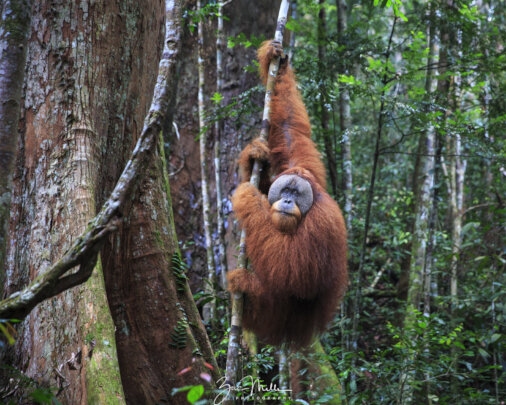 Protecting Rainforests for Wild Orangutans