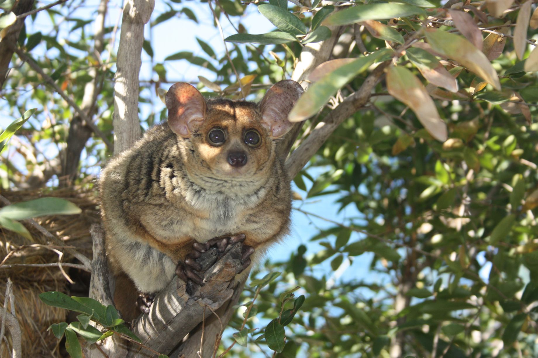 bush baby teddy