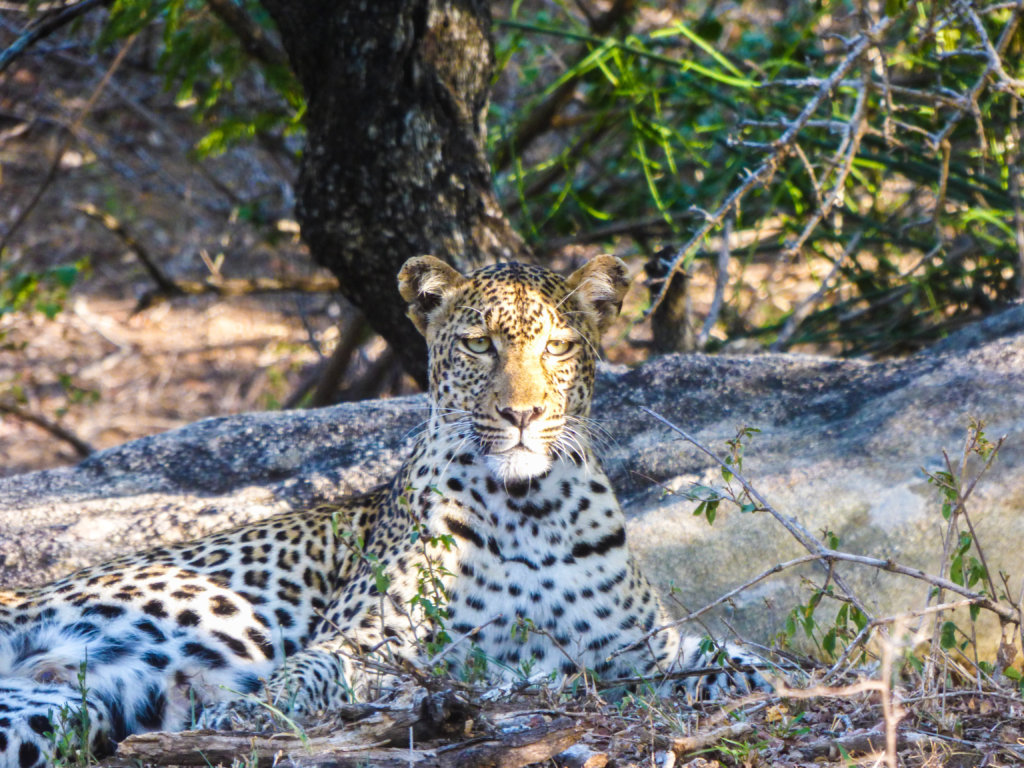 Reports on Leopard Research - Conservation Camera Traps - GlobalGiving