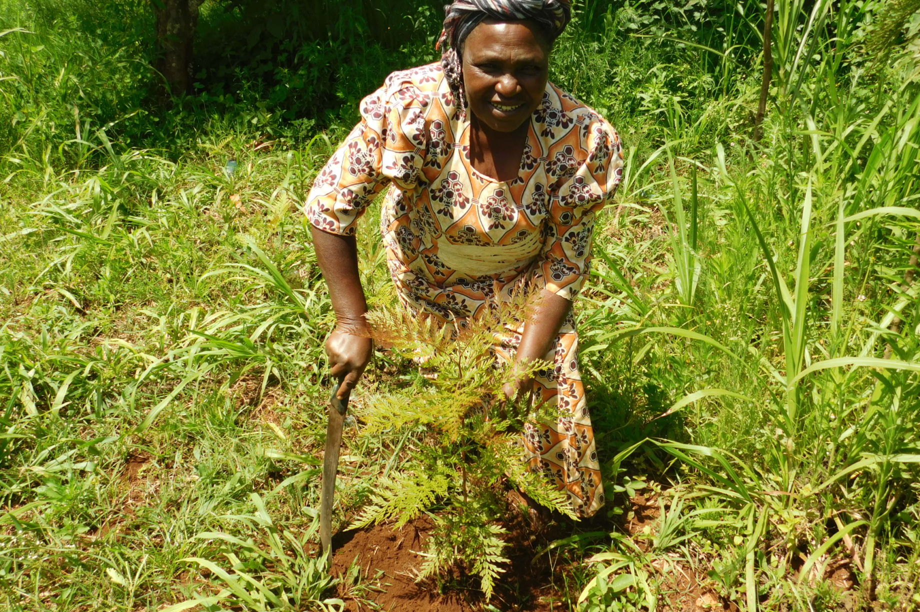 Restore Area of Degraded Mount Kenya Forest GlobalGiving