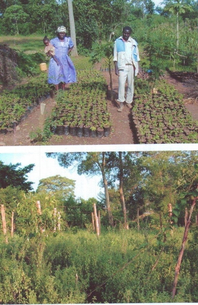 Help 800 Kenyan Villagers in medicinal plants GlobalGiving