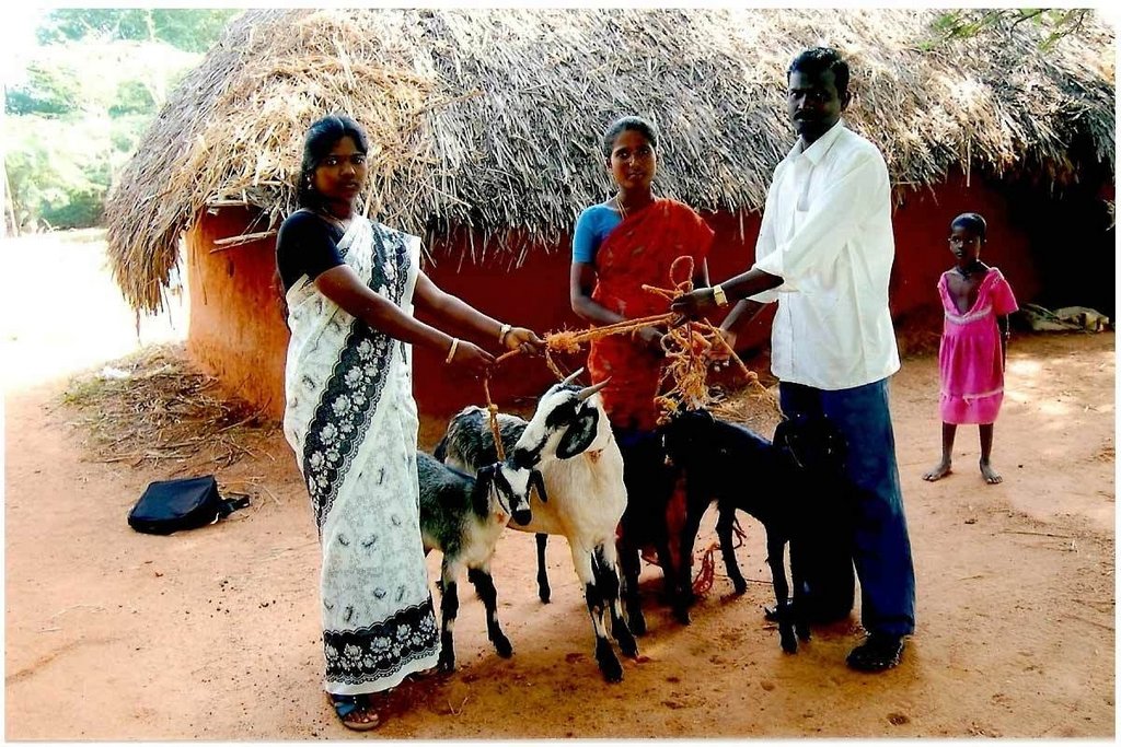 Livelihood of 500 Poor Dalit women headed families - GlobalGiving