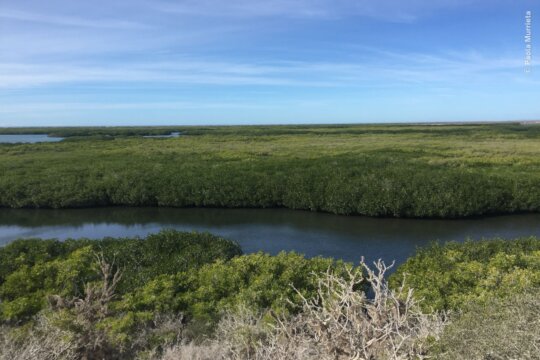 Create 50 guardians for Bahia Magdalena mangrove