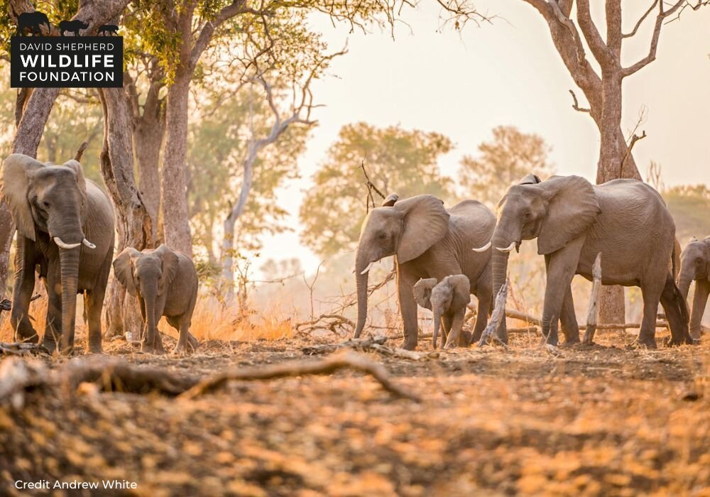 Protecting Elephants GlobalGiving