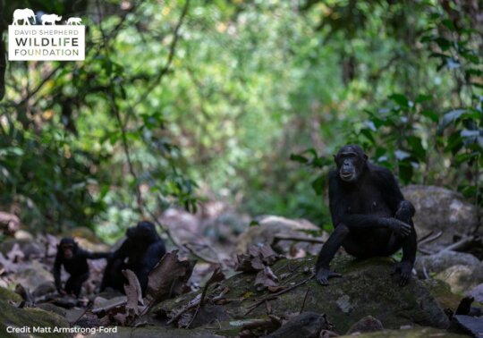 Protecting Chimpanzees