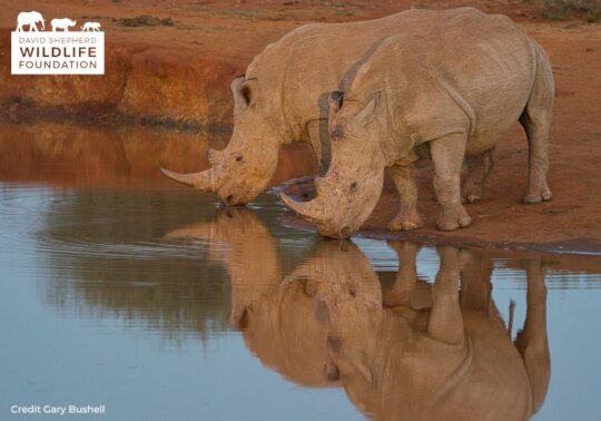 Protecting Rhinos