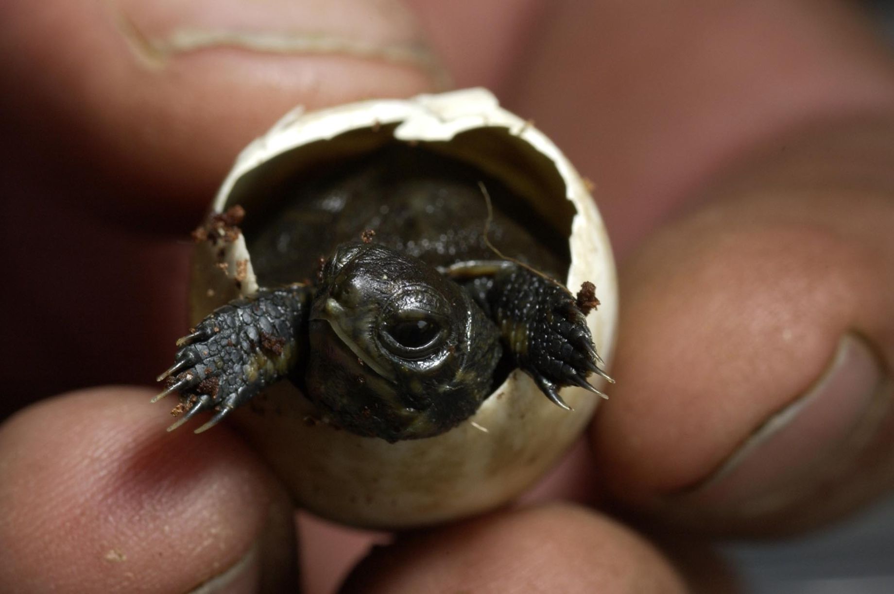 Saving Endangered Turtles in the Pacific Northwest - GlobalGiving