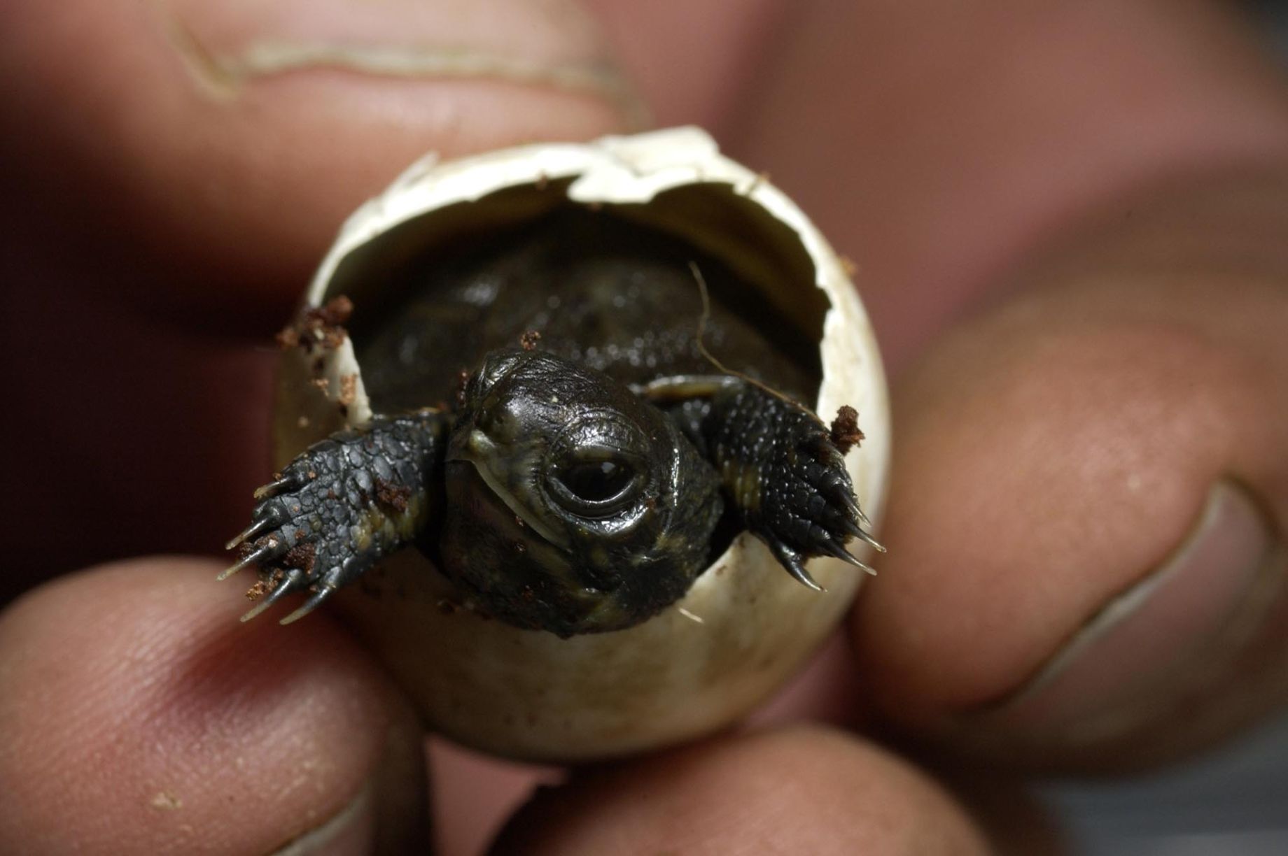 Oregon Zoo brings 20 baby turtles to conservation lab 