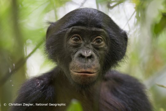 Save Endangered Bonobos in the Congo Rainforest