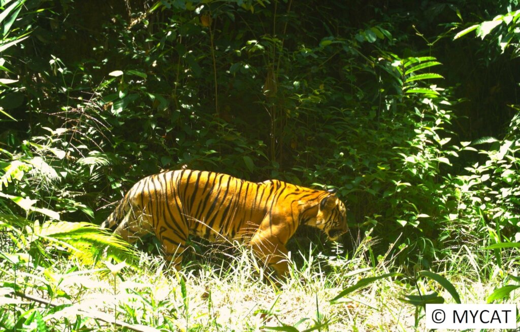 Donate to Protect the Malayan Tiger and restore its habitat - GlobalGiving