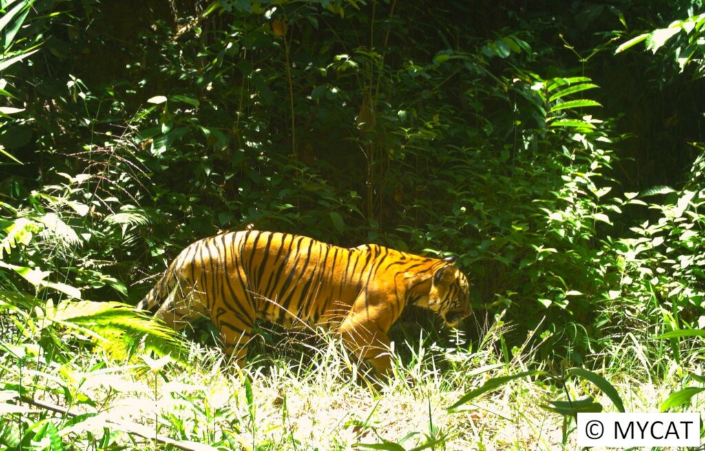 Donate To Protect The Malayan Tiger And Restore Its Habitat Globalgiving