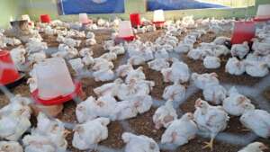 Business Boost Grants to Families in Rural Uganda