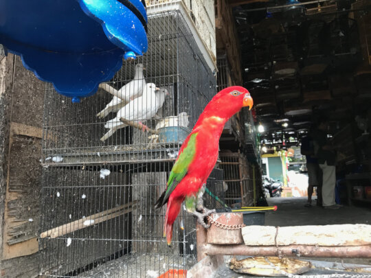 Raising awareness on wildlife trade in Indonesia