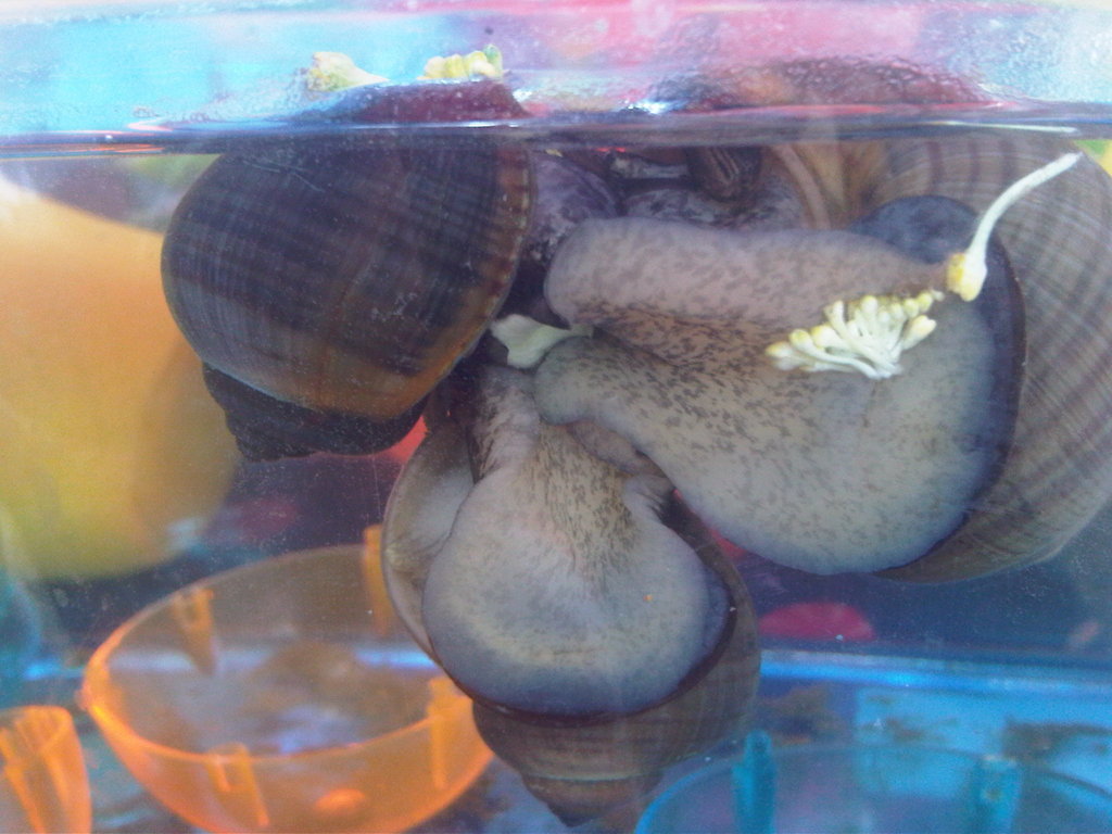 how to share children & aquaponics,saving mayan apple