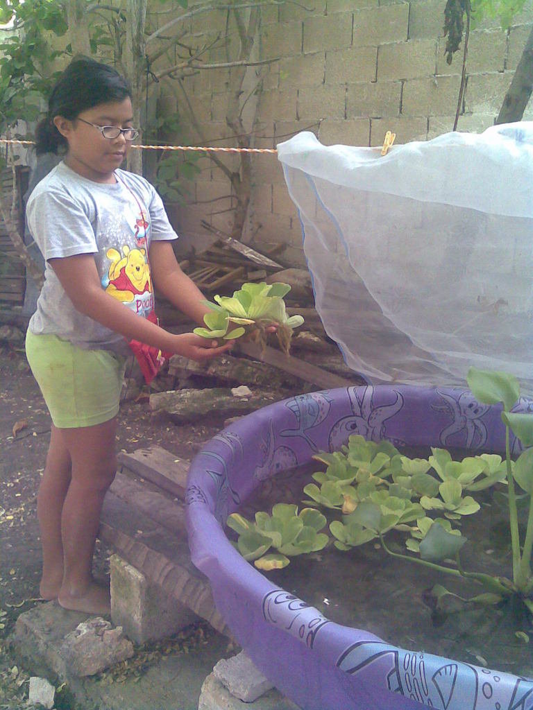 How to Share Children & aquaponics,saving Mayan apple