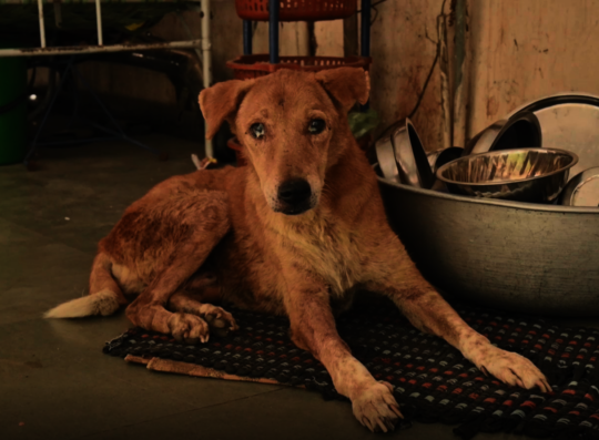 Trauma Care Centre for Stray Animals and Birds