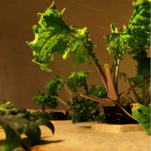 Kale