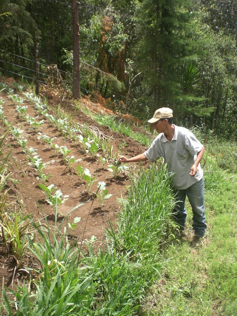 Empower Mayan families with sustainable farming GlobalGiving