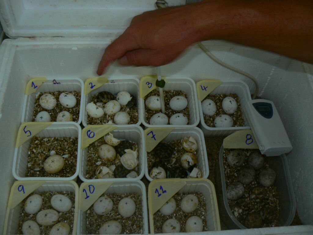 Image showcasing Help handicaped tortoises in a Rescue Centre - GlobalGiving