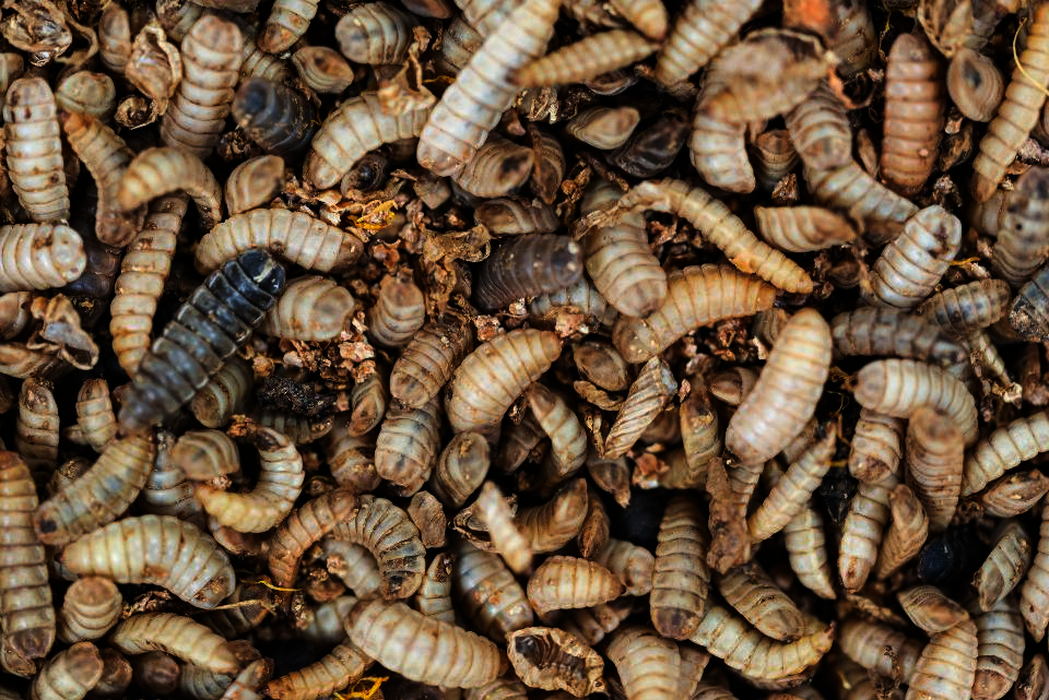 Black Soldier Fly Larvae Production GlobalGiving how-often-do-bearded-dragons-shed-jabberwock-reptiles