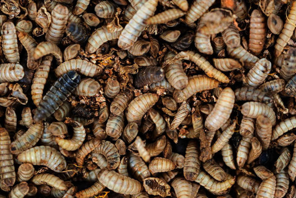 black-soldier-fly-larvae-production-globalgiving