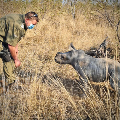 FIGHTING POACHING - SAVING RHINO