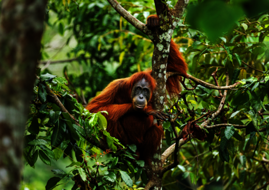 Help Orangutans Thrive by Rewilding Their Forests