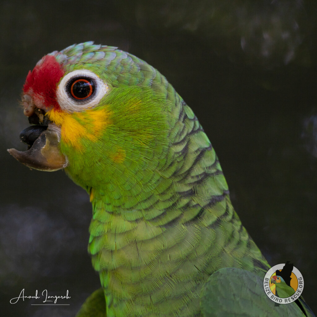 World Parrot Day Appeal - GlobalGiving