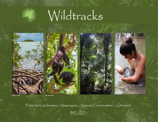 Saving manatees and monkeys in Belize