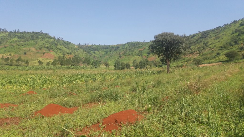 Donate to Climate change adoption for 100 farmers in Uganda GlobalGiving