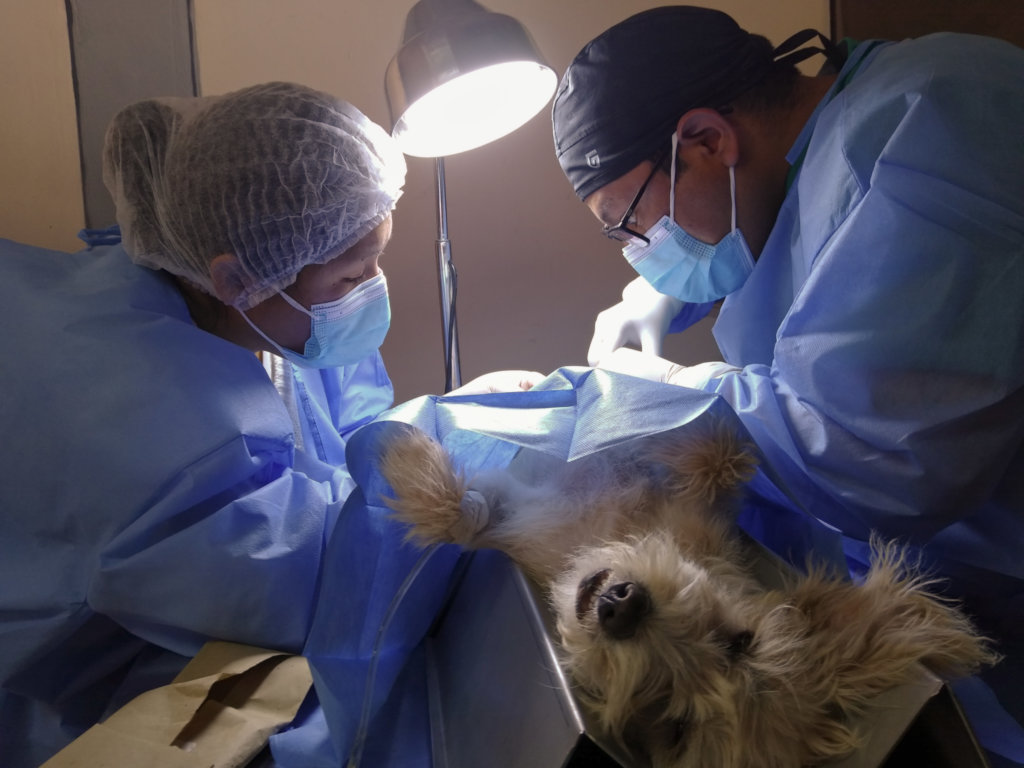 Sterilize 30 Dogs in Cusco GlobalGiving