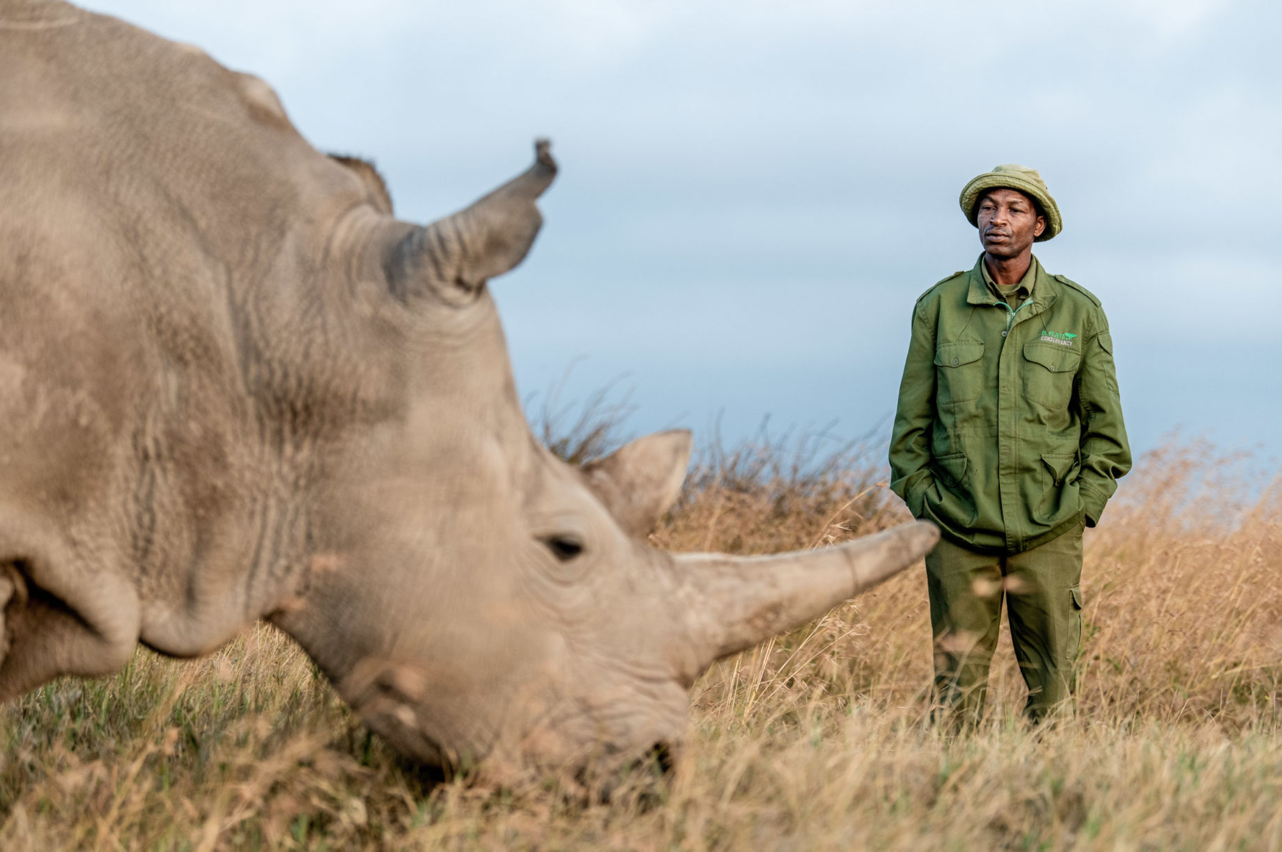 The Next Phase of our Northern White Rhino Program - GlobalGiving