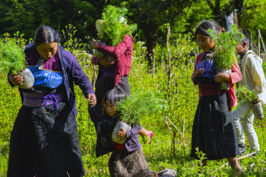 Planting trees for people and birds