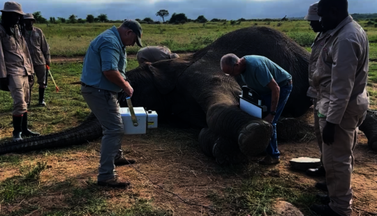 Fishan Brave Elephant who Survived a Fractured leg