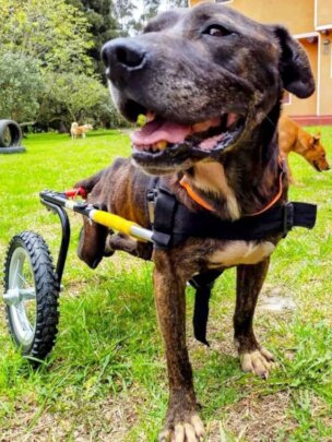 Stray Animals Emergencies Funding in Colombia