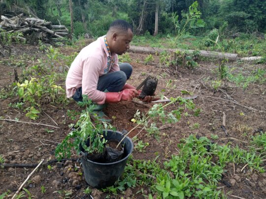 Plant 25000 Agroforestry Trees in Foumban.