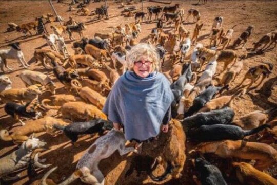 Help us care for 900 street rescues at our refuge