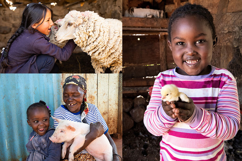 Buy an Animal. Change a Life! - GlobalGiving