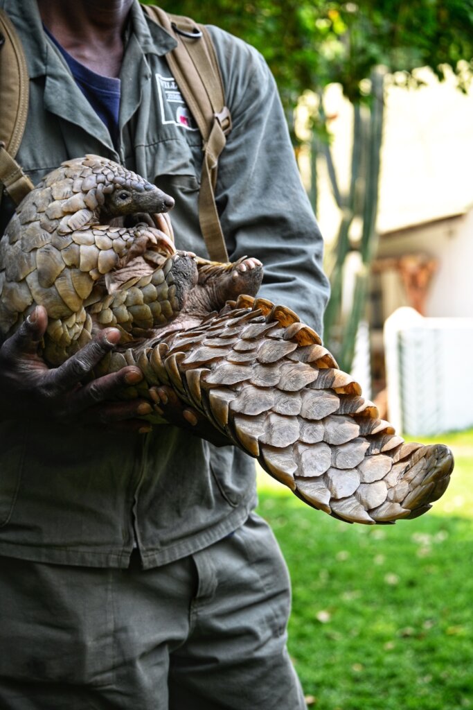 Protecting Pangolins In Southern Africa GlobalGiving Protecting Pangolins In Southern Africa GlobalGiving