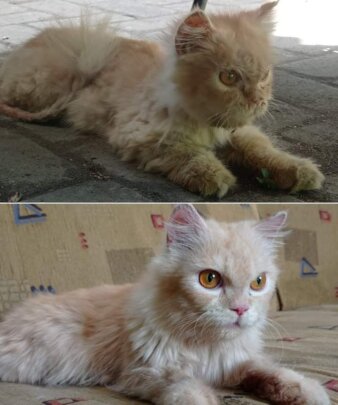Lovely Home for abandoned Cats
