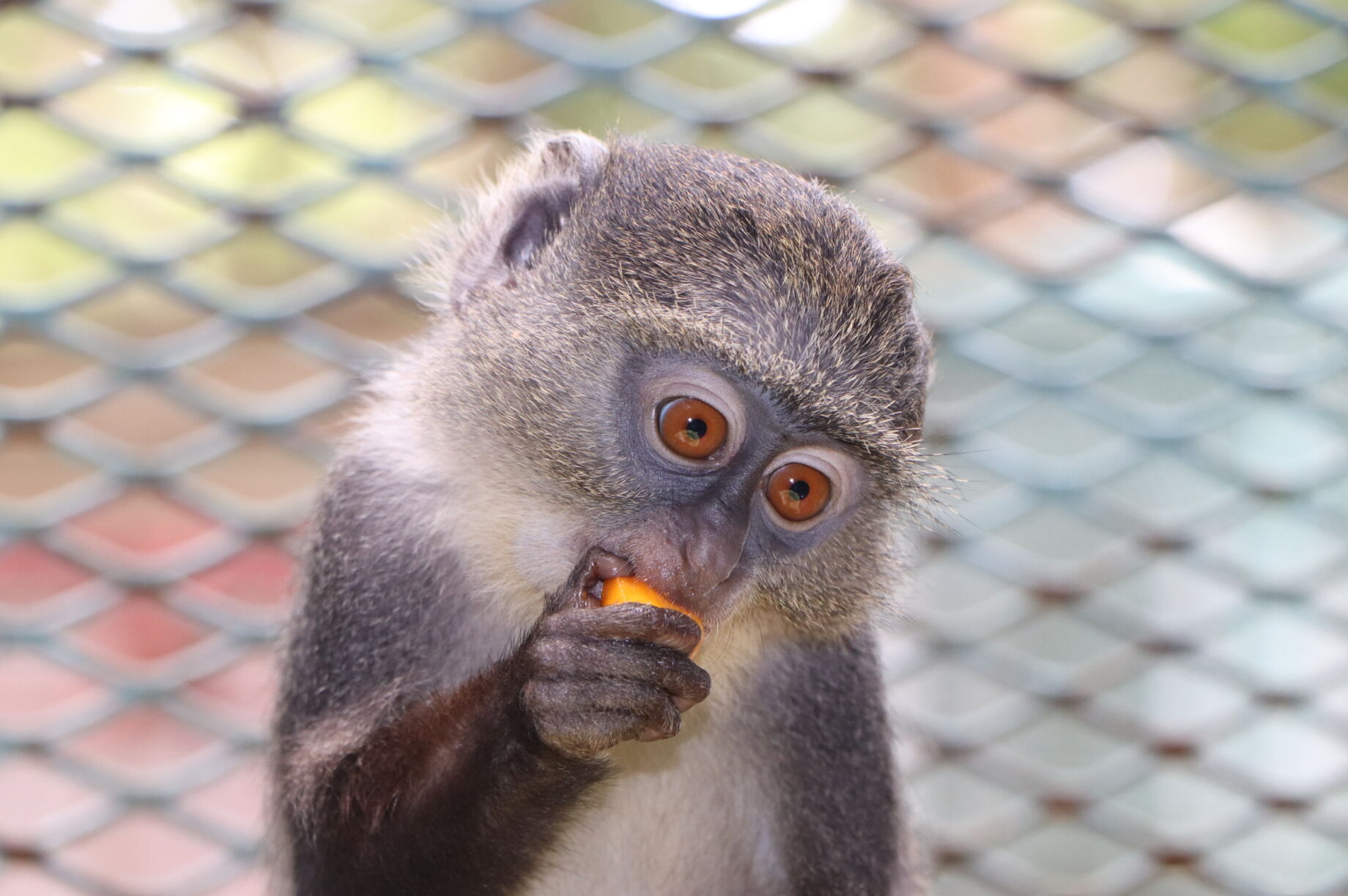 Donate to Help Rescue and Rehabilitate Threatened Primates - GlobalGiving