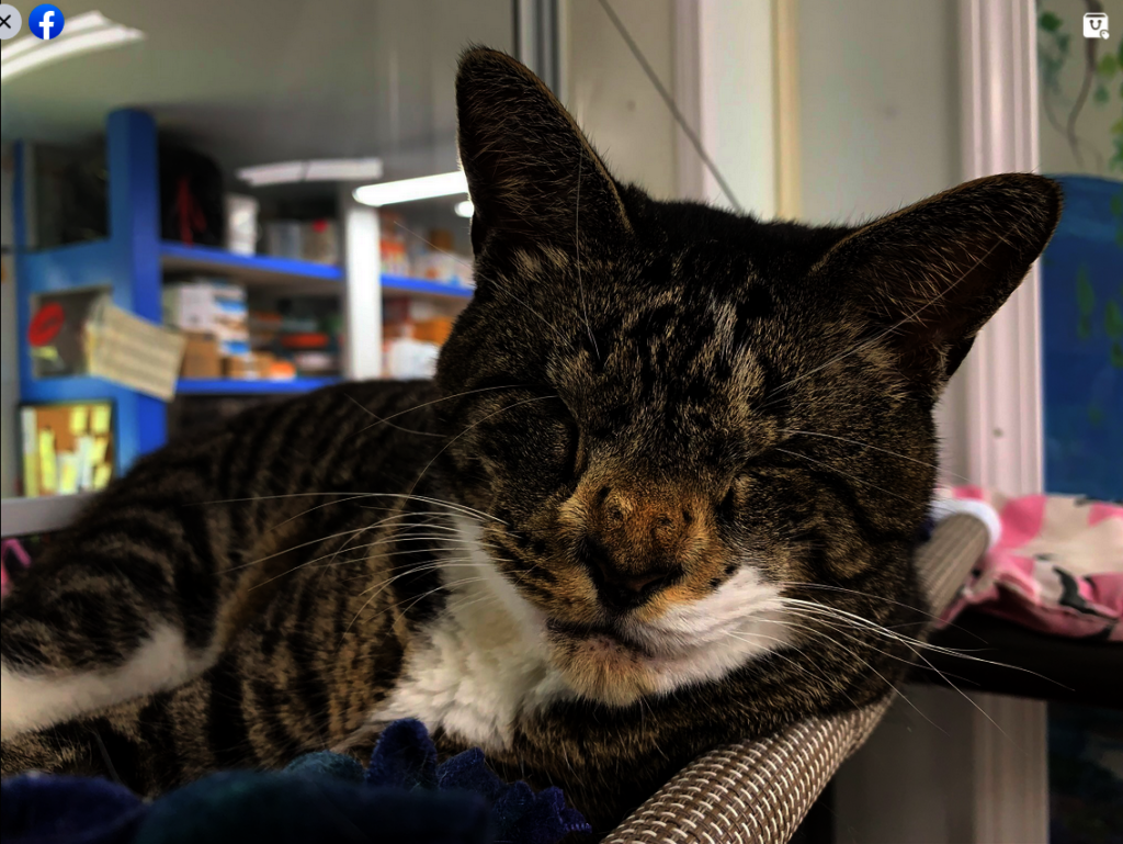 Help Blind Cats See a Future! GlobalGiving