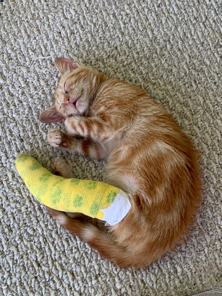 Change Lives Spaying & Neutering Cats Works! GlobalGiving