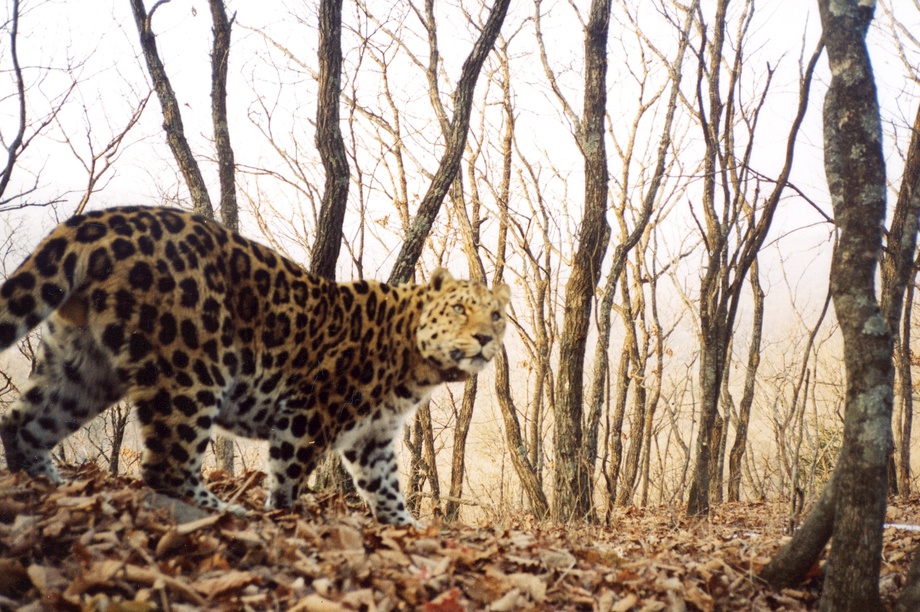 Help Save rarest 100 Amur Leopards from Extinction - GlobalGiving