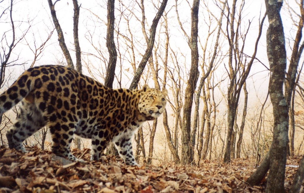 amur leopard habitat forest