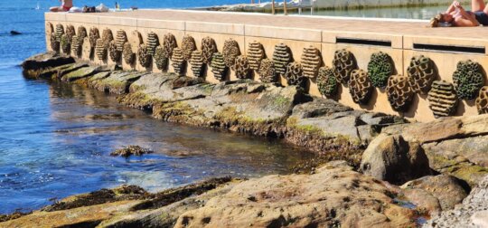 Restore Ocean Life with Our Living Sea Walls